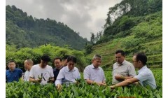 湖南省人大调研组赴湘西州调研茶产业