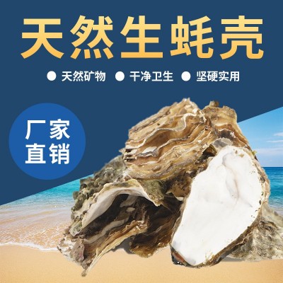 山东乳山新鲜生蚝壳鲜活牡蛎现剥装饰贝壳批发海蛎子壳