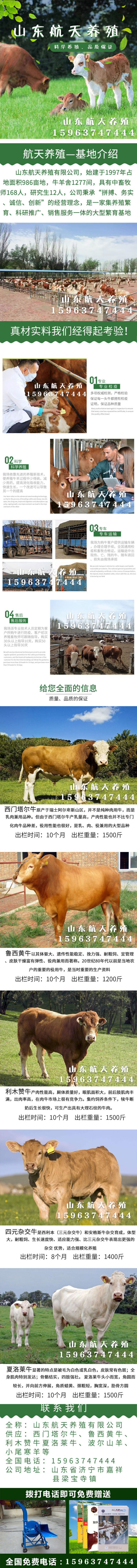 肉牛品种详情页