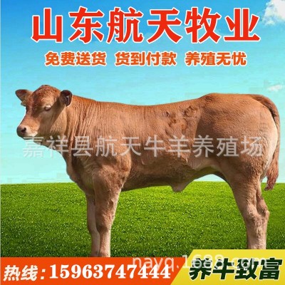 纯种西门塔尔牛牛犊 改良肉牛犊 鲁西黄牛活体牛犊 广西养牛场