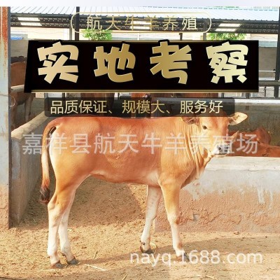 小牛犊多少钱一头 活牛批发出售 改良肉牛 4个月鲁西黄牛市场价格