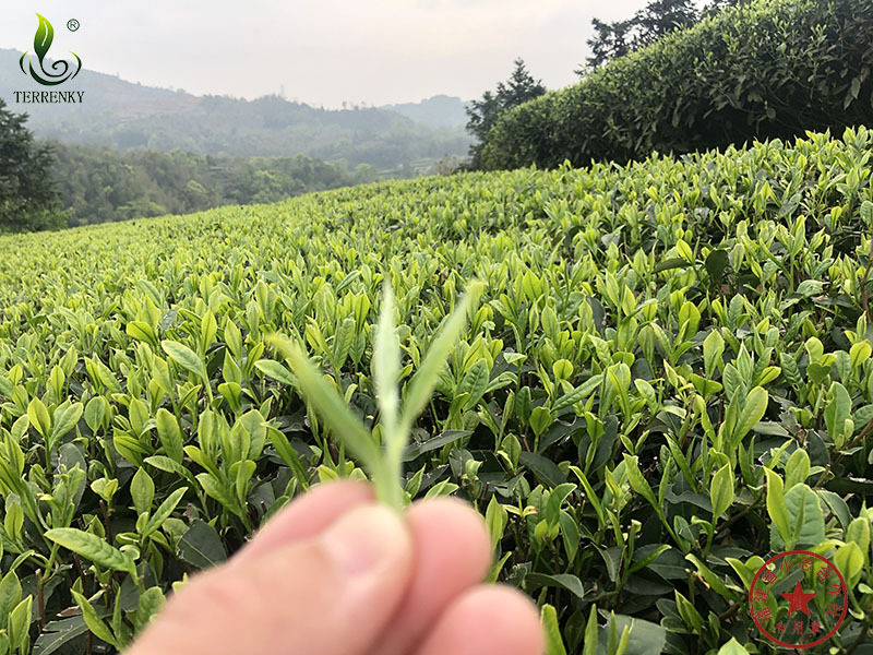 福建省安溪小志茶叶专业合作社