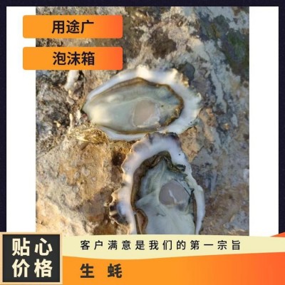 人工养殖 烧烤 海水 冷藏 食用农产品 整箱 成活率≥99 生蚝