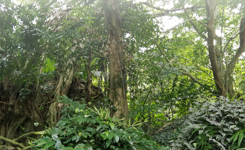 野生古树红茶详情页_03.jpg