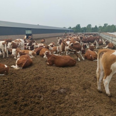 西门塔尔牛犊 牛苗基地 屠宰肉牛活牛市场行情