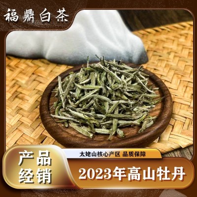 2023年头采白毫银针福鼎白茶散茶新茶太姥山脉核心产区茶叶批发