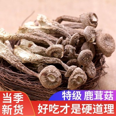 古田精品鹿茸菇食用菌批发鹿茸菇干货农产品散装个大完整厂家直批